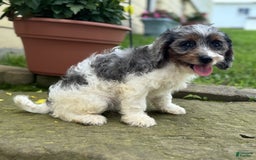 Cavapoo dogs for sale: Violet - Image 5