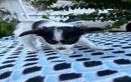 Papillon dogs for sale: Female Puppy 1 - Image 9