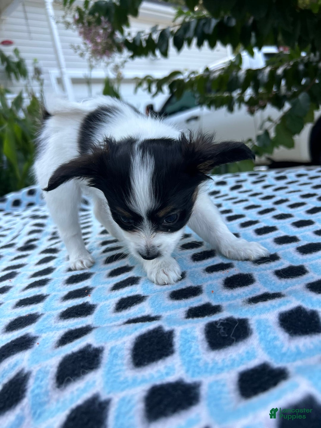 Papillon dogs for sale: Female Puppy 1 - Image 9