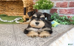 Miniature Schnauzer dogs for sale: James - Image 4