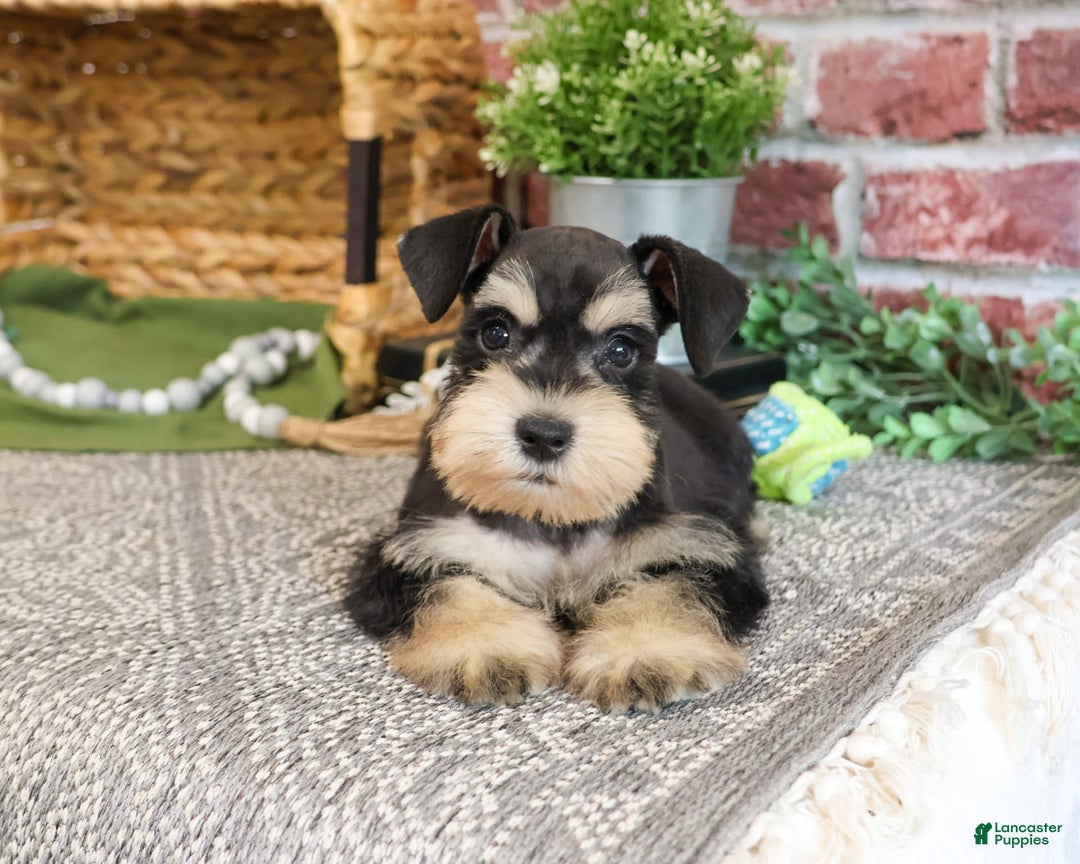 Miniature Schnauzer dogs for sale: James - Image 4