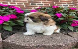 Shih Tzu dogs for sale: Luca - Image 8