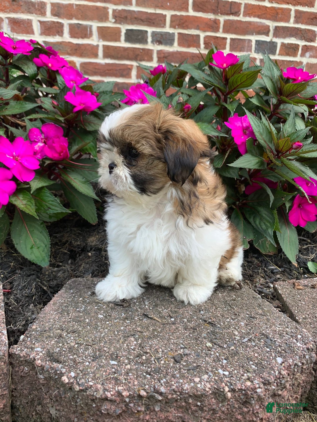 Shih Tzu dogs for sale: Luca - Image 8