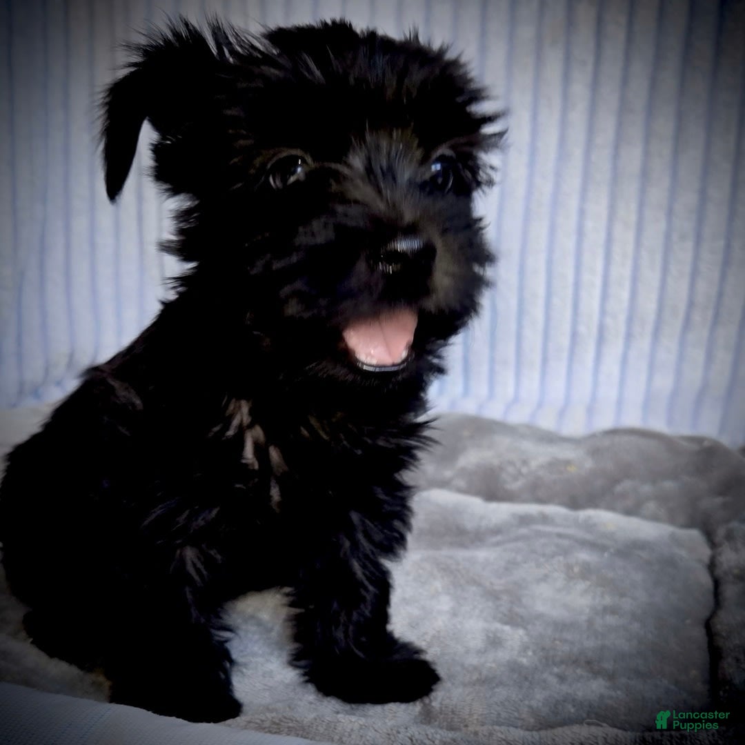 Morkie dogs for sale: Reid - Image 8