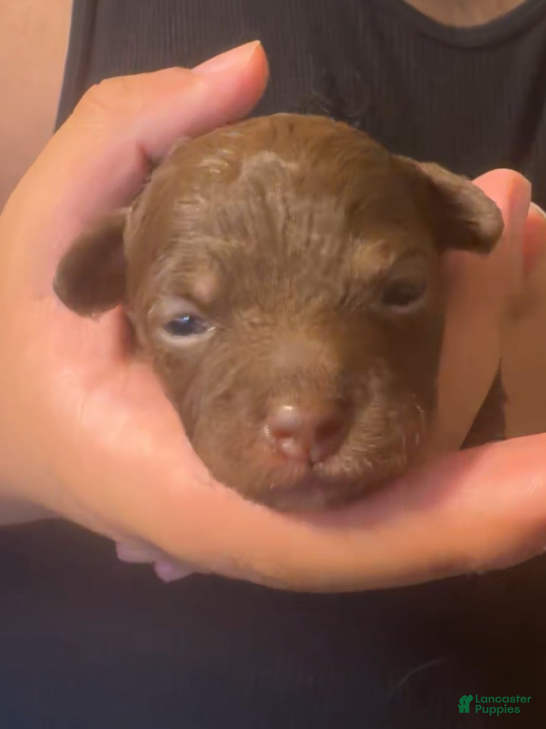 Chihuahua dogs for sale: N/a - Image 3