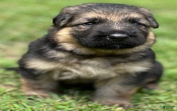 German Shepherd dogs for sale: Boy - Image 13