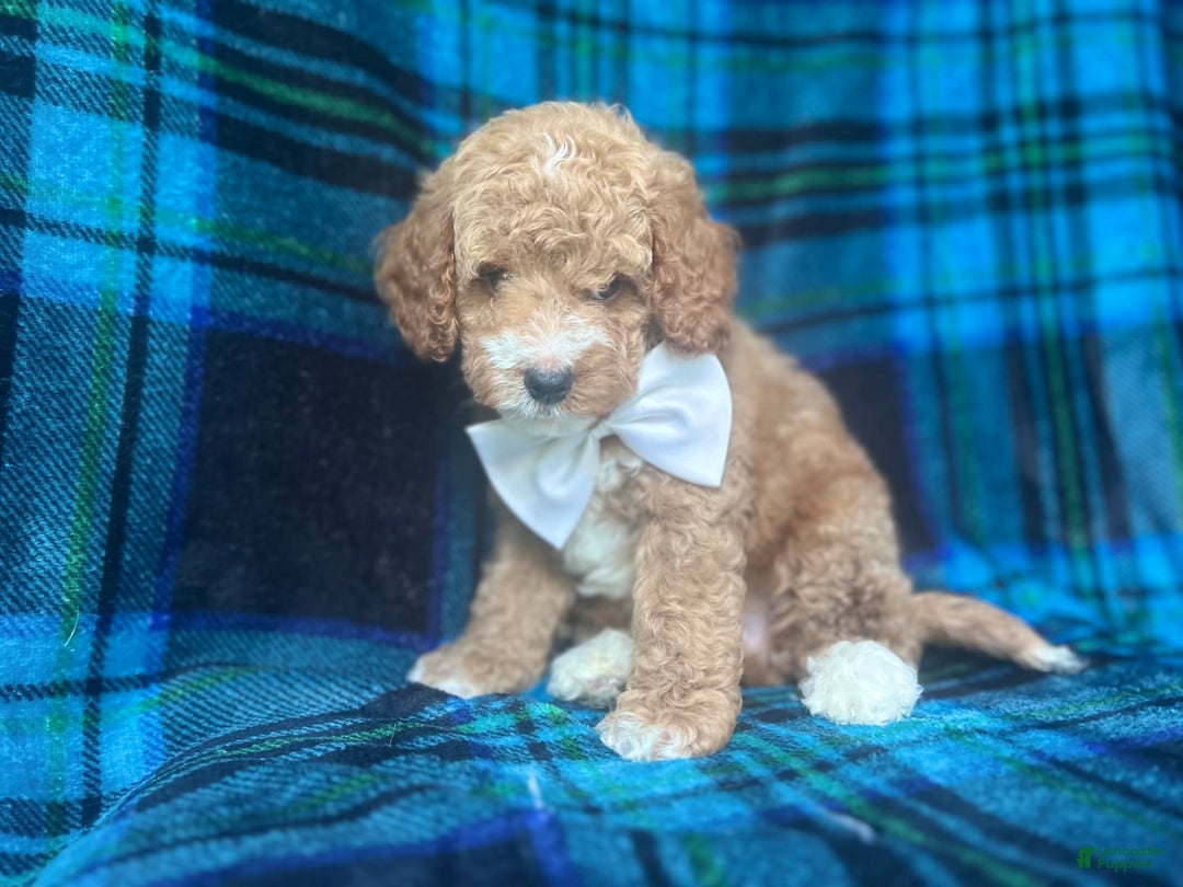 Cavapoo dogs for sale: Denver - Image 3