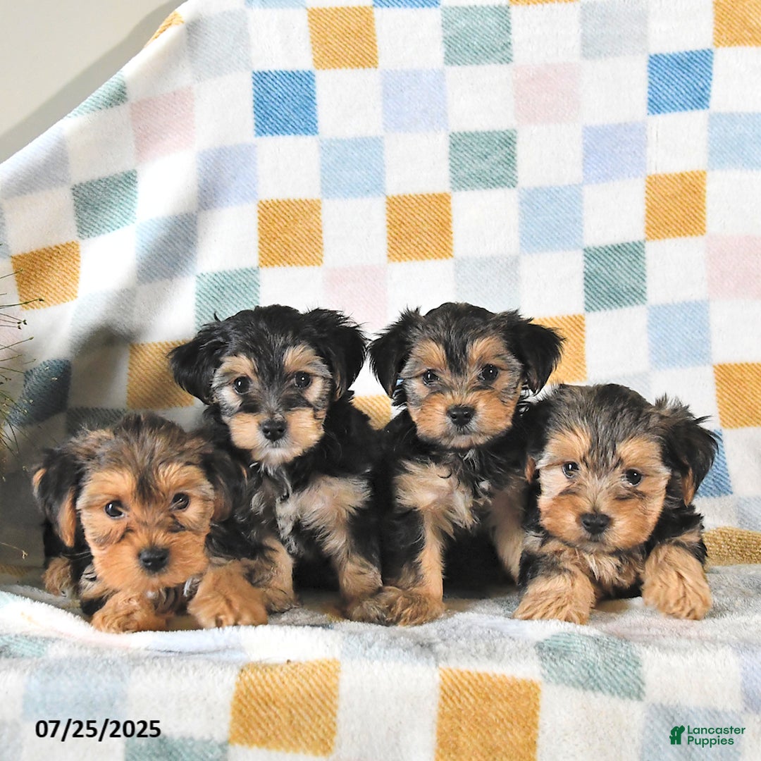 Yorkshire Terrier dogs for sale: Travis - Image 5