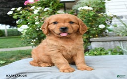 Miniature Golden Retriever dogs for sale: Sydney - Image 3