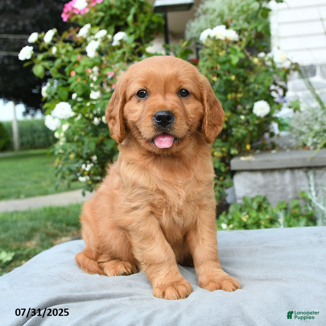 Miniature Golden Retriever dogs for sale: Sydney - Image 3