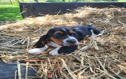 Basset Hound dogs for sale: Charlie - Image 3