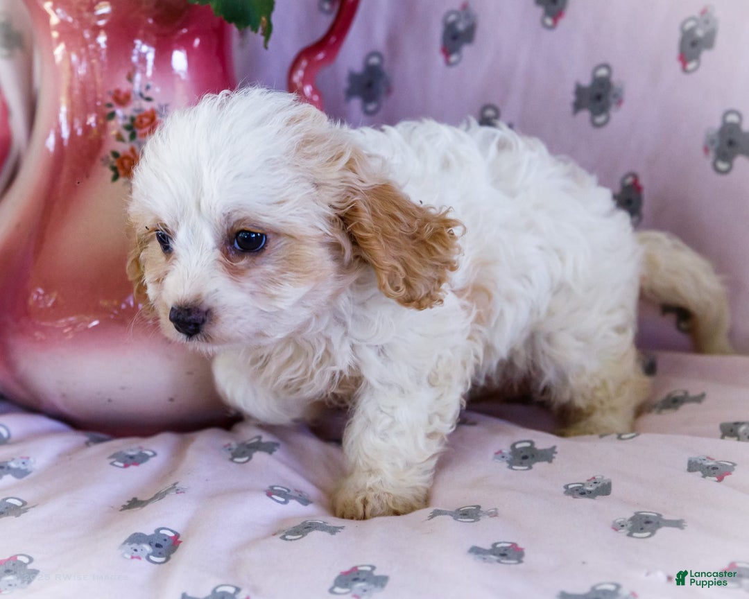 Cavalier King Charles Spaniel dogs for sale: Flurry - Image 6