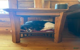 Cavalier King Charles Spaniel dogs for sale: Cavalier King Charles Spaniel 1 puppies - Image 3