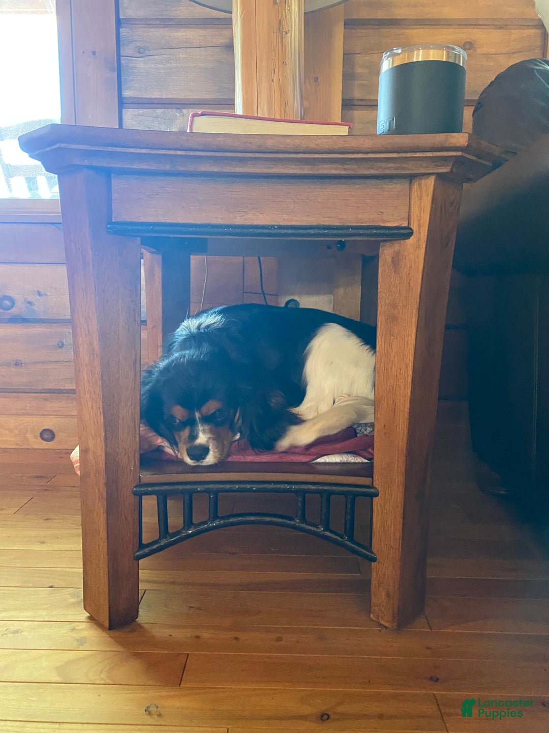 Cavalier King Charles Spaniel dogs for sale: Cavalier King Charles Spaniel 1 puppies - Image 3