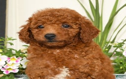 Miniature Poodle dogs for sale: Roscoe - Image 9