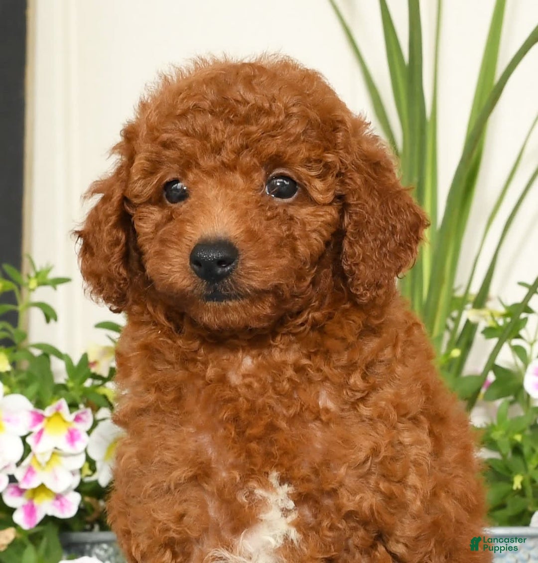 Miniature Poodle dogs for sale: Roscoe - Image 9