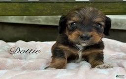 Miniature Dachshund dogs for sale: Dottie - Image 3