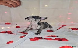 French Bulldog dogs for sale: Missy - Image 3
