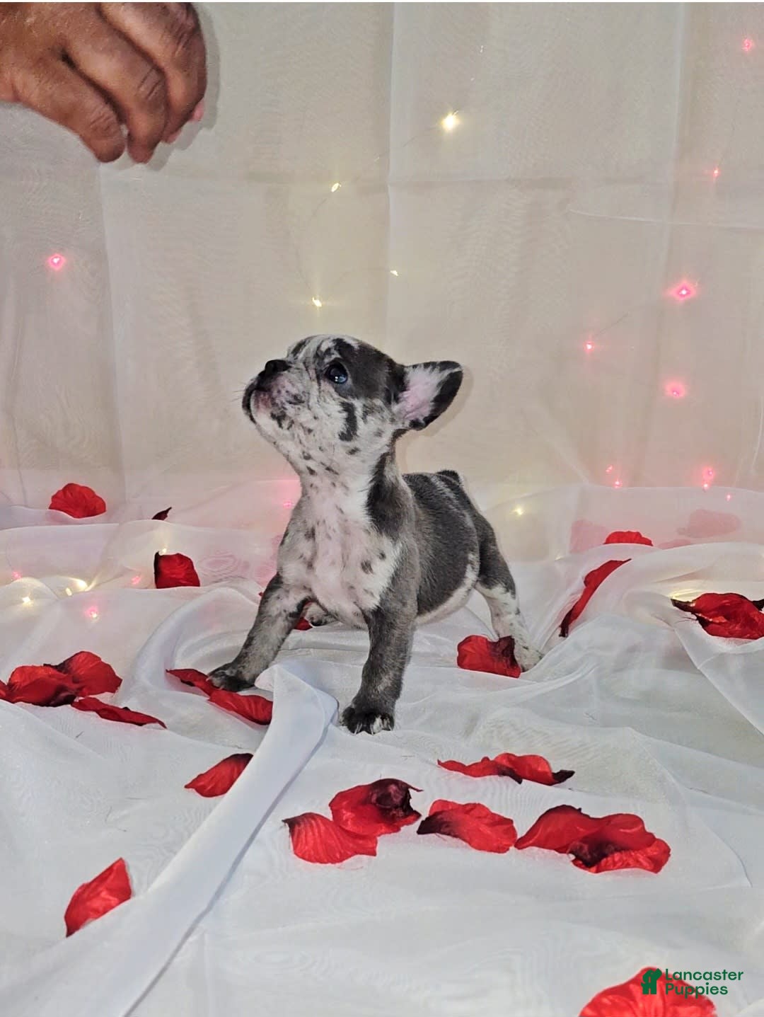 French Bulldog dogs for sale: Missy - Image 3