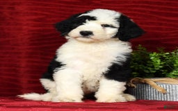 Sheepadoodle dogs for sale: Tulip - Image 6