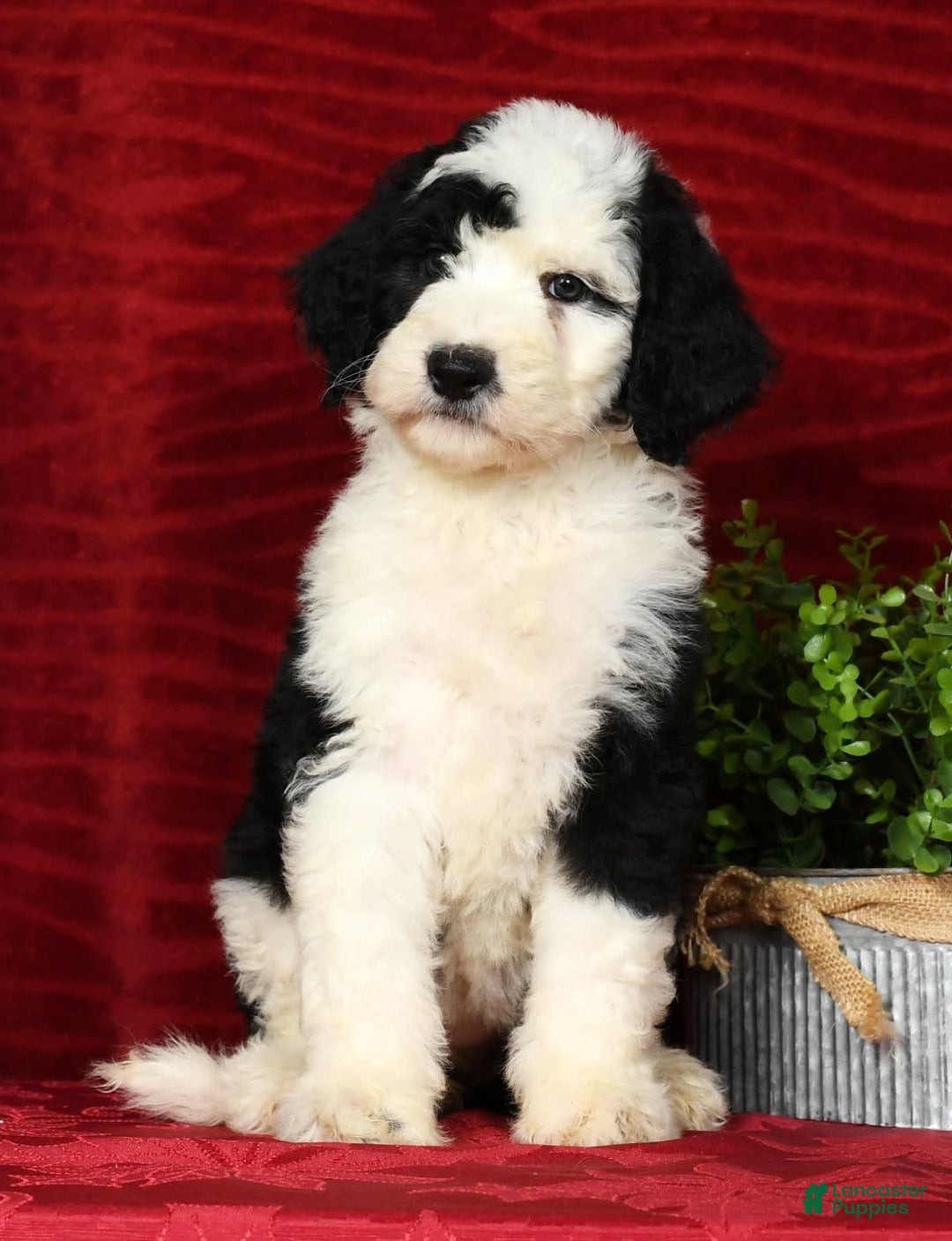 Sheepadoodle dogs for sale: Tulip - Image 6