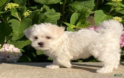Coton De Tulear dogs for sale: Button - Image 10