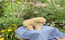 Goldendoodle dogs for sale: Jaden - Image 12