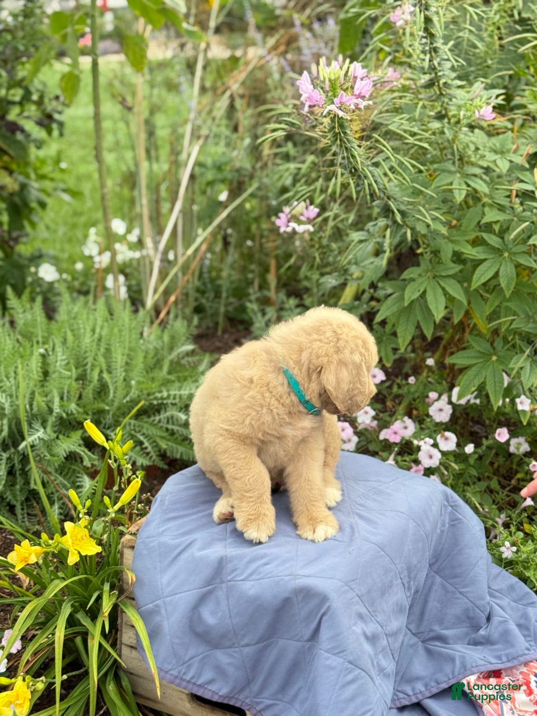 Goldendoodle dogs for sale: Jaden - Image 12