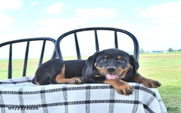 Rottweiler dogs for sale: Duke - Image 3