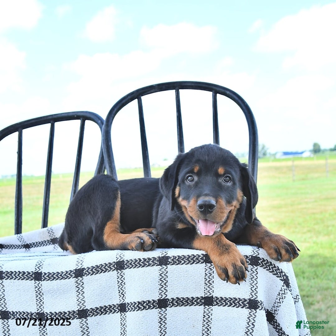 Rottweiler dogs for sale: Duke - Image 3