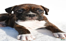 Boxer dogs for sale: Maverick - Image 3