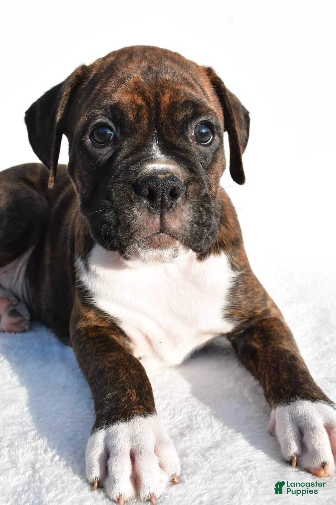 Boxer dogs for sale: Maverick - Image 3