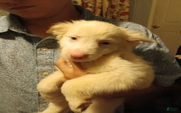 Miniature Australian Shepherd dogs for sale: Doc - Image 1