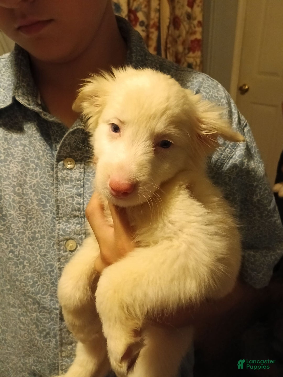 Miniature Australian Shepherd dogs for sale: Doc - Image 1
