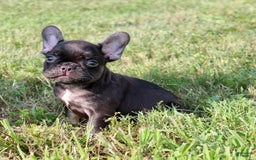 French Bulldog dogs for sale: Fenn - Image 6