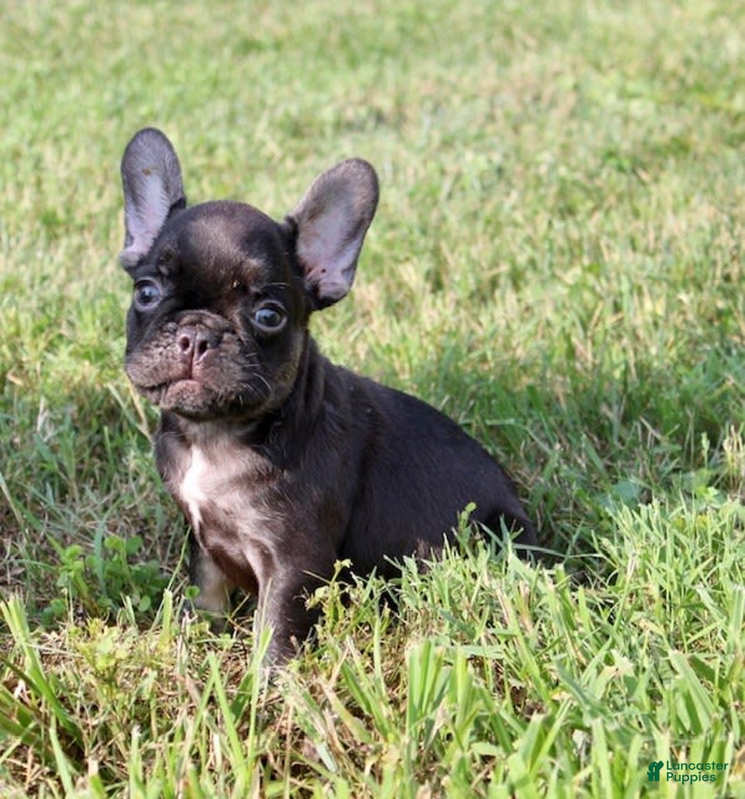 French Bulldog dogs for sale: Fenn - Image 6