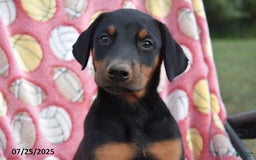 Doberman Pinscher dogs for sale: Bell - Image 2