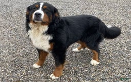 Bernese Mountain Dog dogs for sale: Blake - Image 5