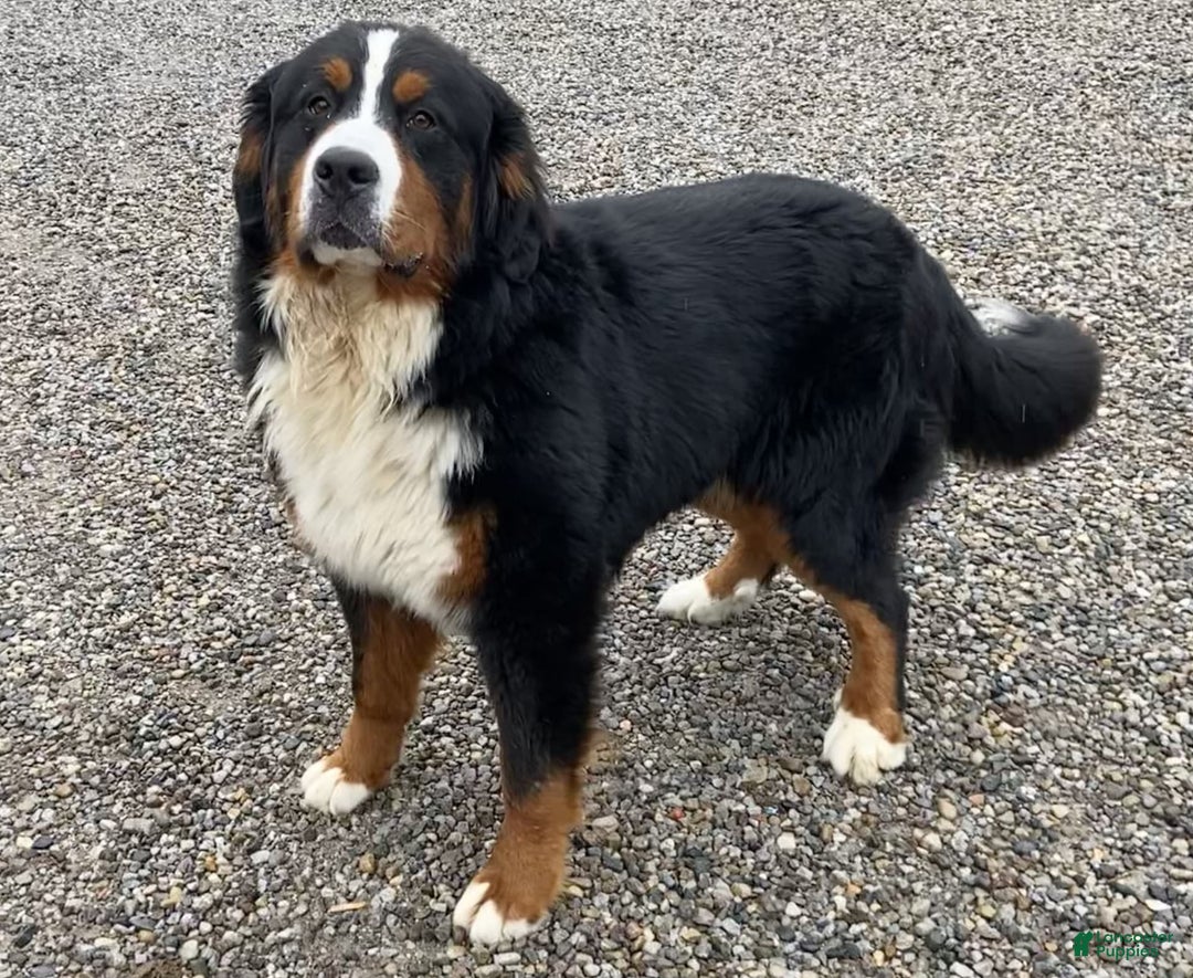 Bernese Mountain Dog dogs for sale: Blake - Image 5