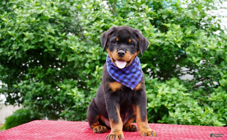 Rottweiler dogs - Advert 23