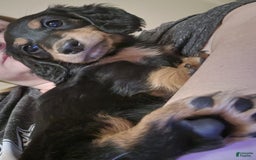 Miniature Dachshund dogs for sale: Hershey - Image 1