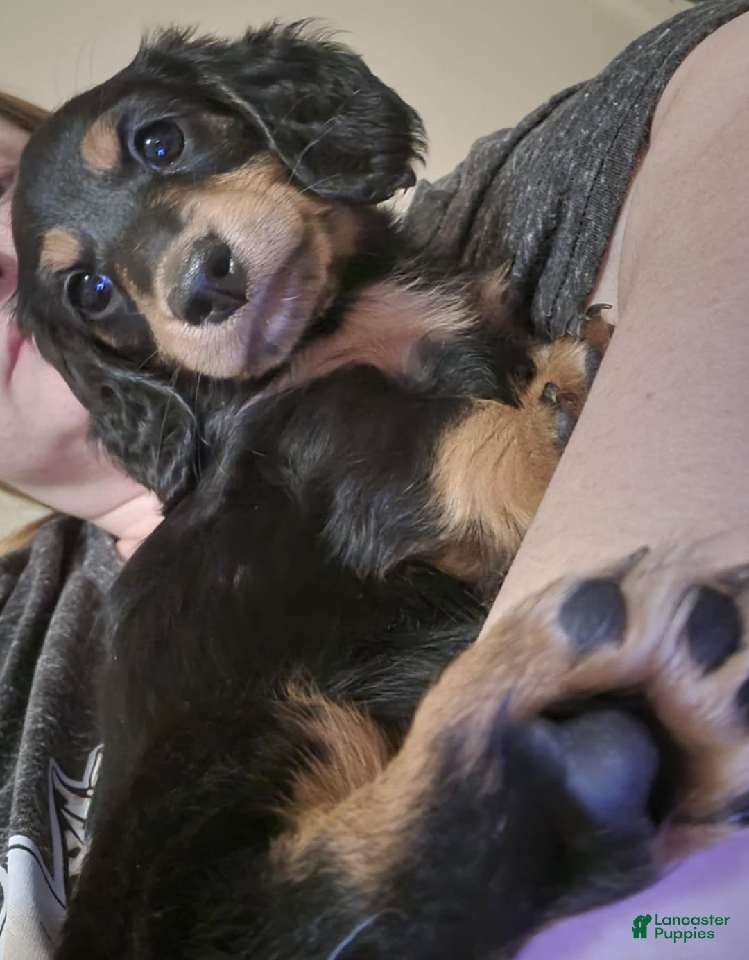 Miniature Dachshund dogs for sale: Hershey - Image 1