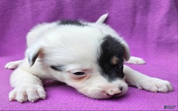 Border Collie dogs for sale: Gumbi - Image 17