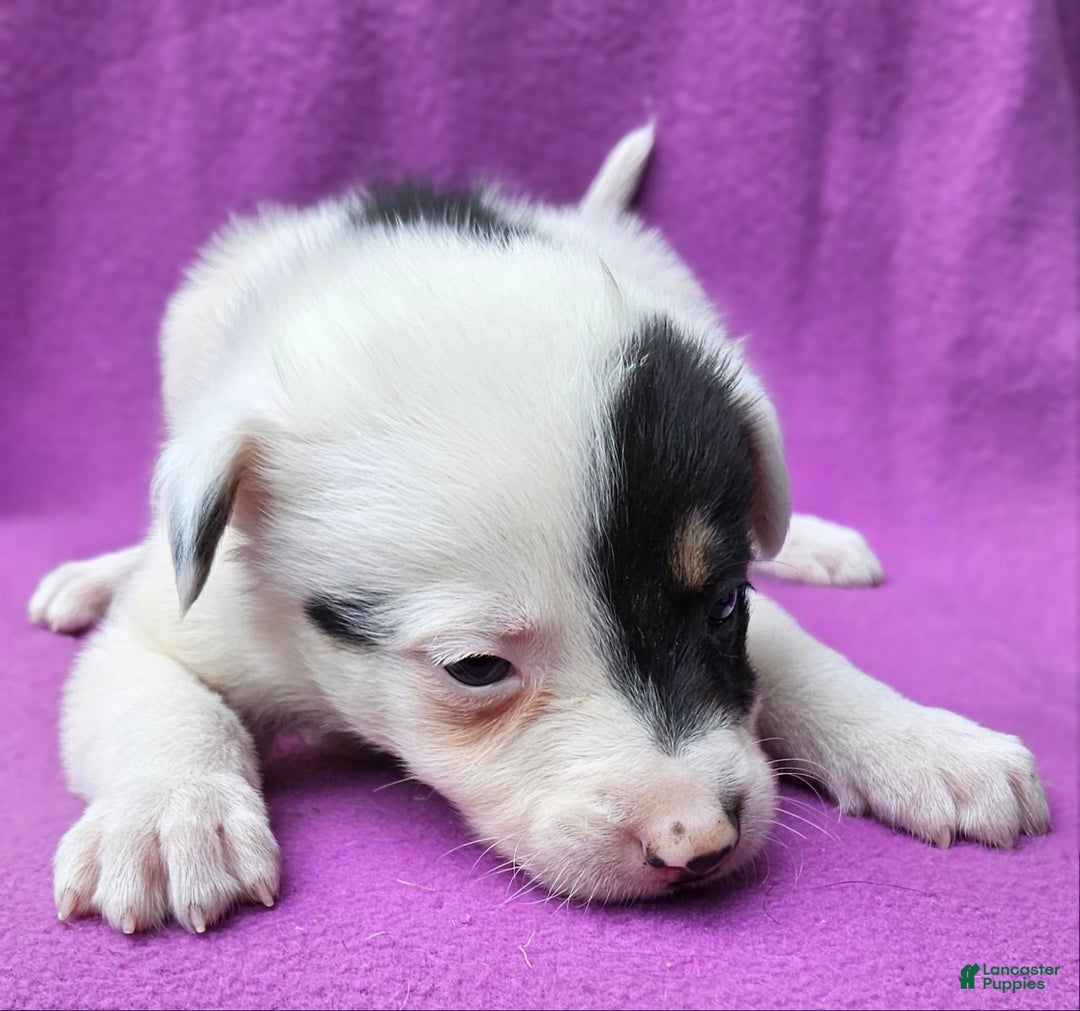 Border Collie dogs for sale: Gumbi - Image 17