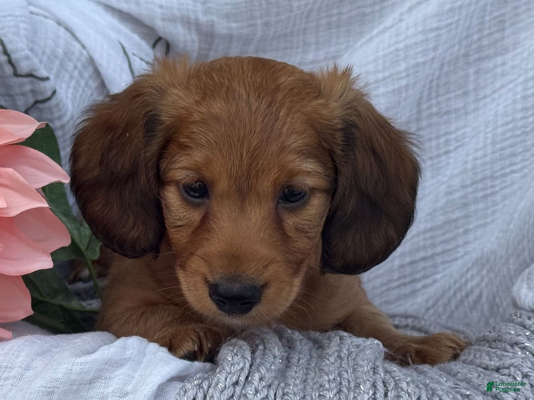 Miniature Dachshund dogs for sale: Buster - Image 4