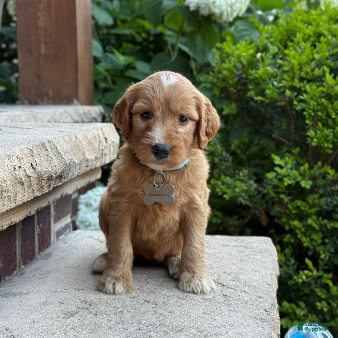 Goldendoodle dogs for sale: Mia - Image 10