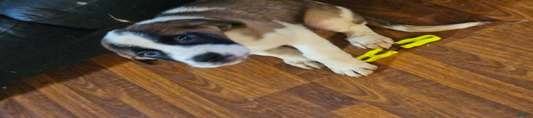 Wawa