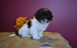 Cavapoo dogs for sale: Janie - Image 10