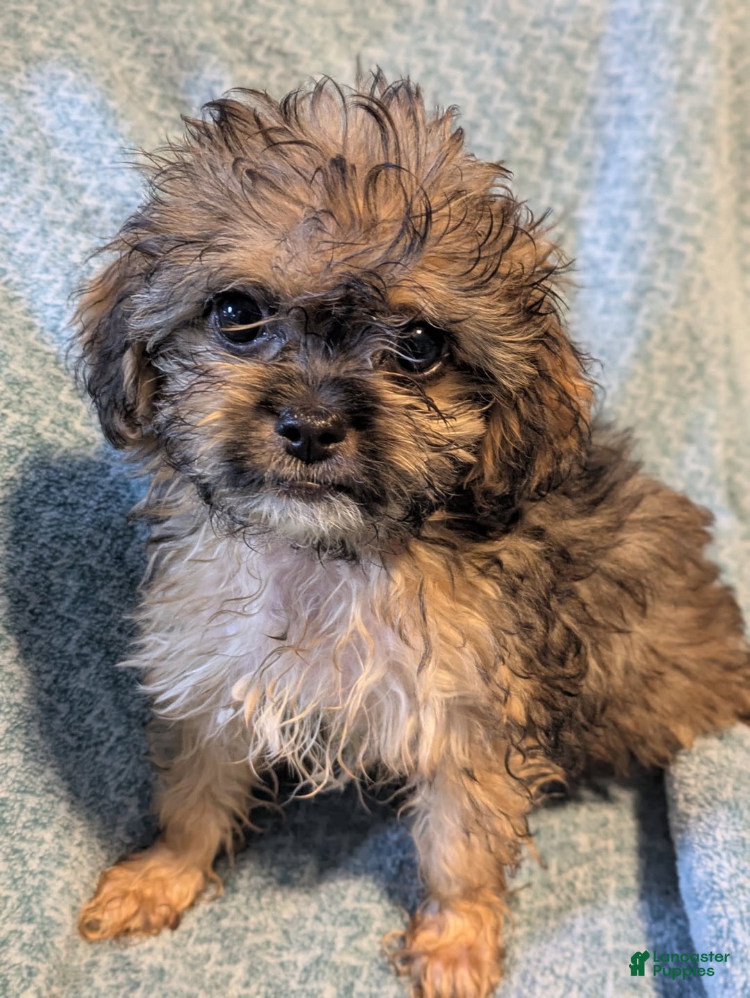 Shihpoo dogs for sale: Sasha - Image 1