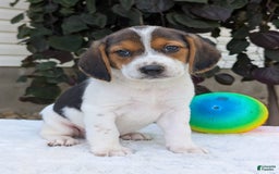 Beagle dogs for sale: Max - Image 12